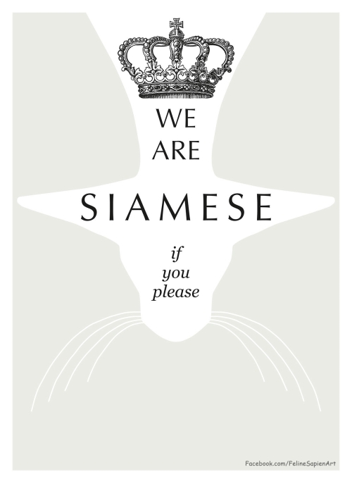 We-are-Siamese_grey