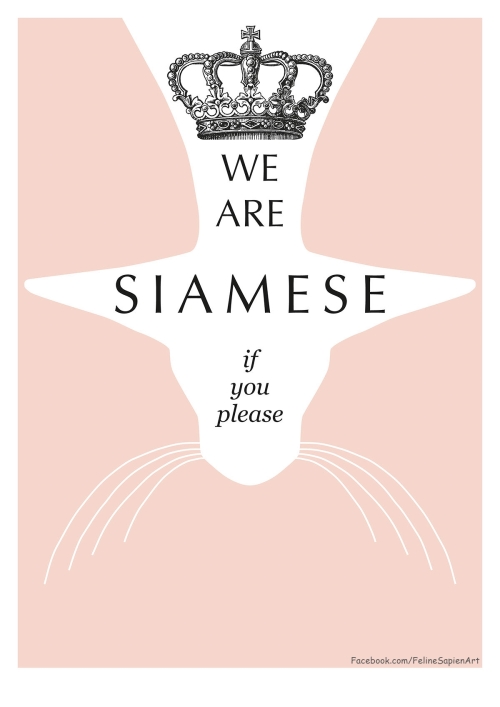We-are-Siamese_Pink