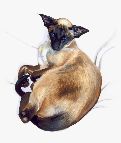 Siamese Cat Painting  by Feline Sapien https://www.facebook.com/FelineSapienArt
